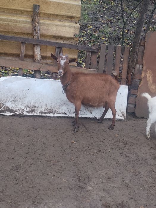 Capra alpina franceza