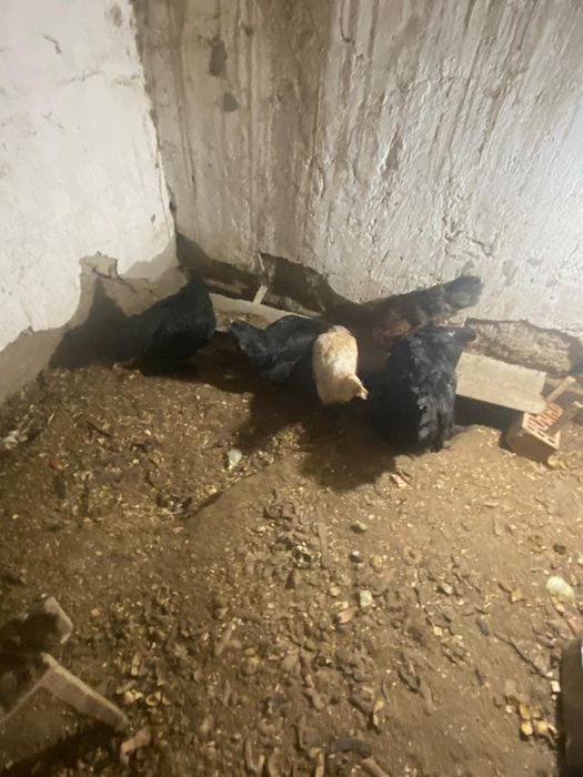 Тауық брамы/прастой