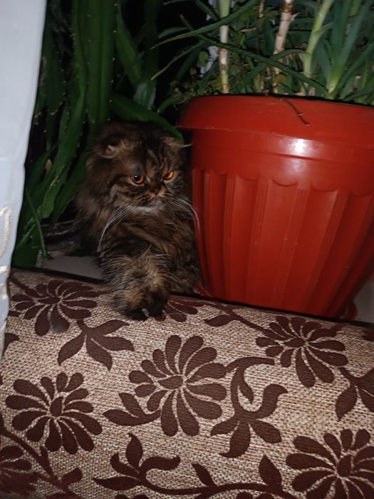 Вязка.  Персидская веслоухая девочка