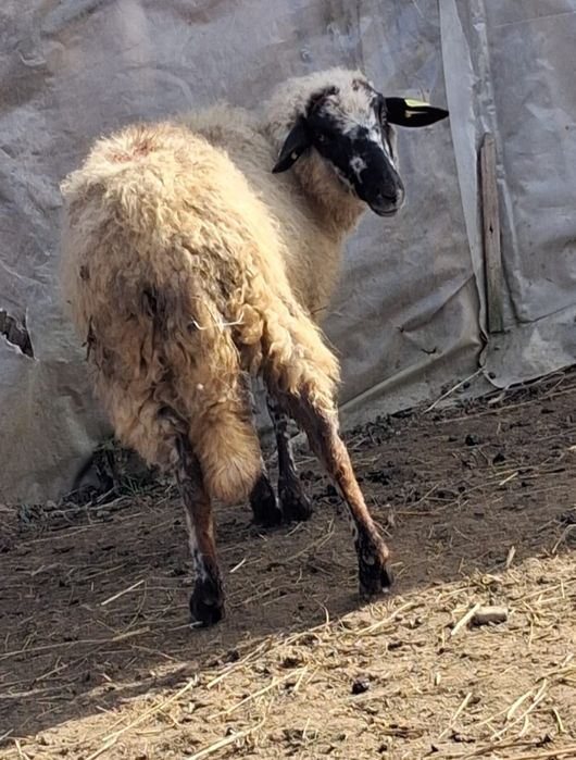 Vând doi berbeci noatini și o miauă