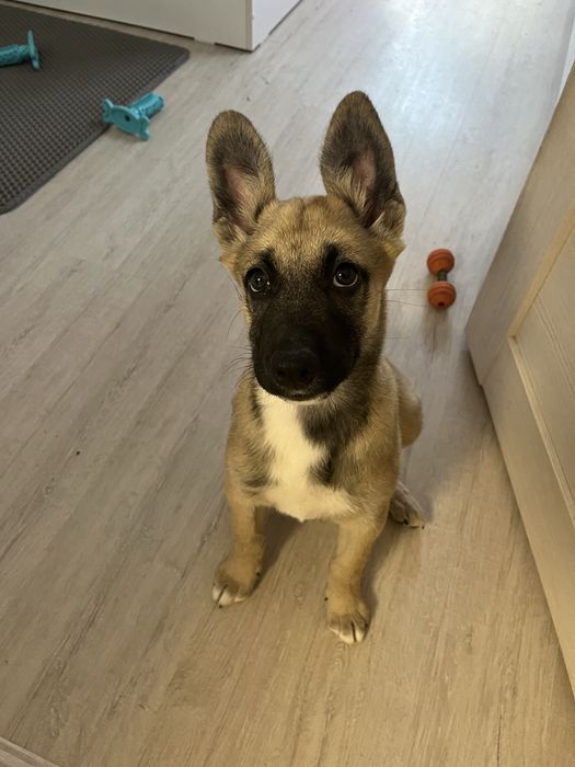 Щенок девочка, 2.5 месяца!