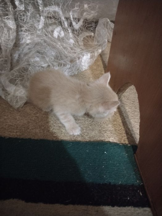 Отдам даром котят