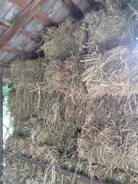 Baloti coasa a 2 a calitate extra