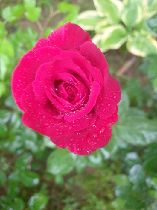 Многолетние Розы