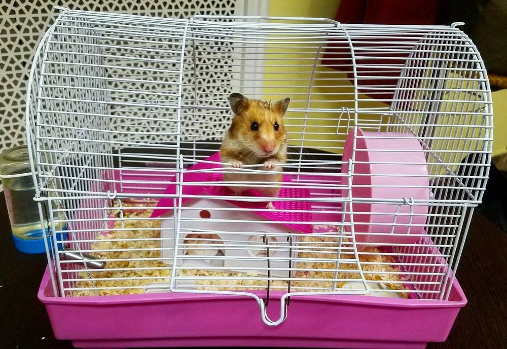 Передержка домашних питомцев!