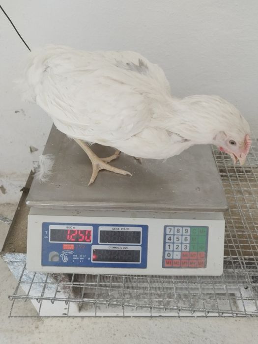 Loman sendi tuxum yoʻnnalishi tovuqlar sotiladi 7000dona bor