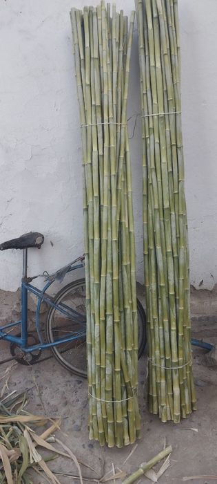 Оптим камиш сотилади