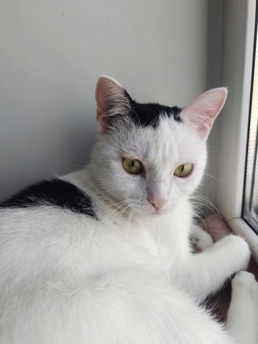 Пристраивается в добрые руки