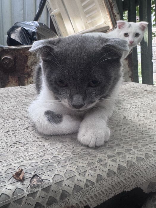 Котята веслоухие мальчики