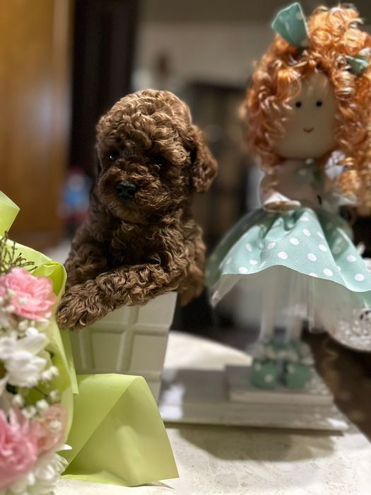 Mascul pudel talie mica