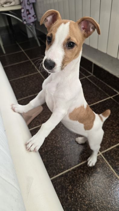 Продавам Джак ръсел