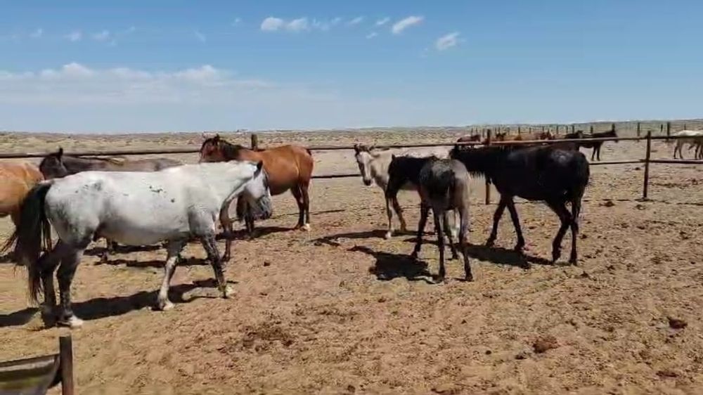 Бір үйір Жылқы сатылады. 13 бас