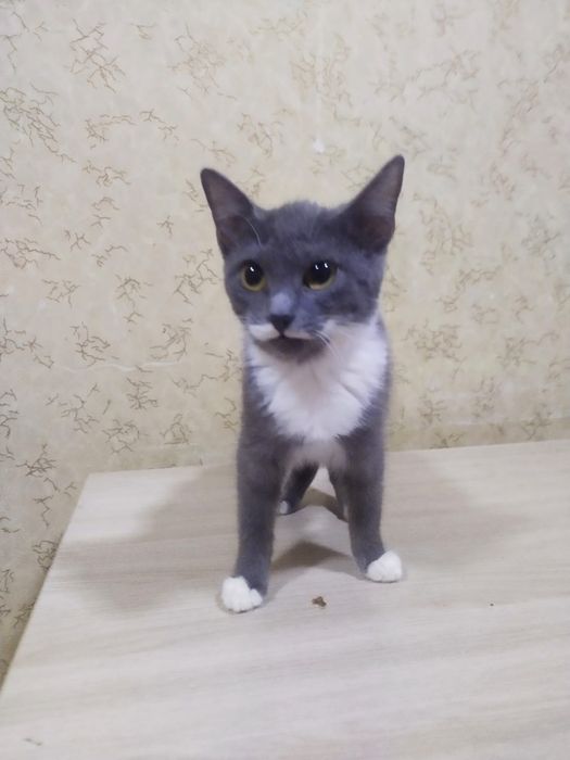 Кошечка 3 мес  возраст