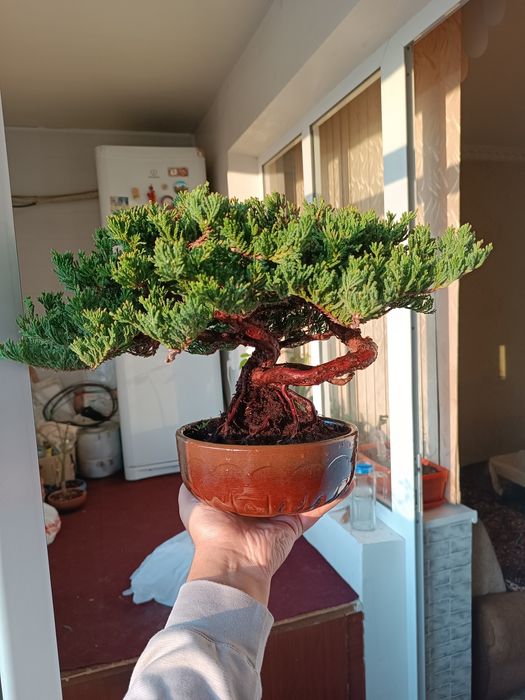 Живое дерево Бонсай ( минятюрное дерево)