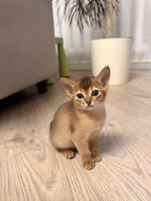 Абиссинские котята