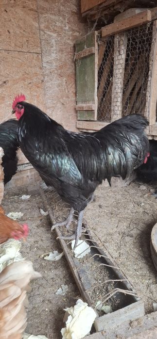 Cocosi Australop negru