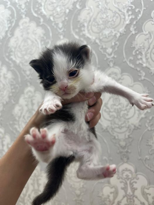 Котята Рэгдолл! Возраст 4 недели, всего .