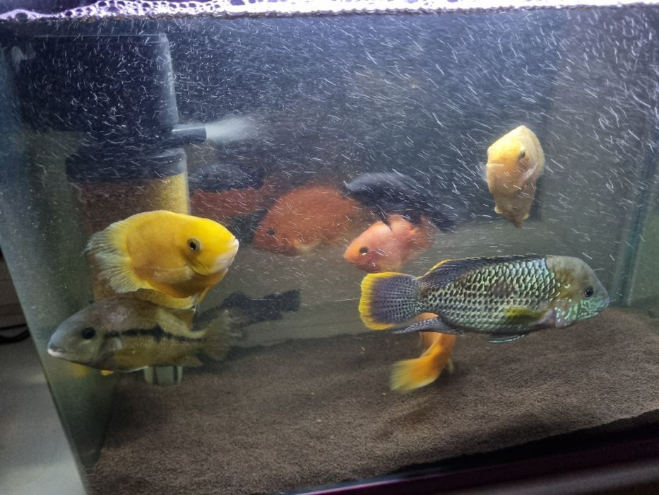 Продам аквариум с рыбками 80лт