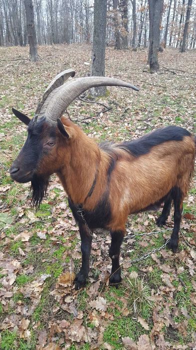 Tap alpin francez de vânzare și iedut
