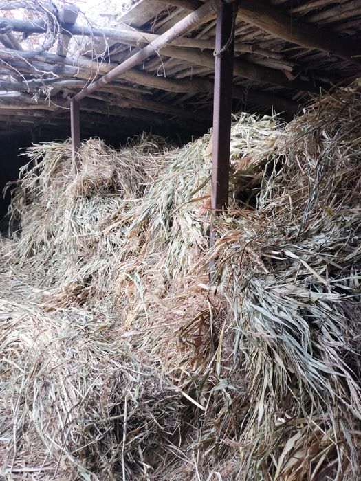 Makka beda bor narxi 14000 soʻm katta qilib oʻralgan soni 230ta