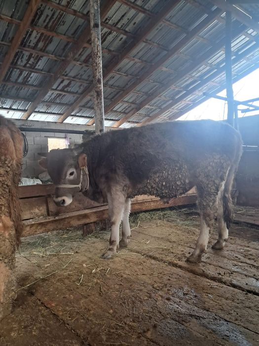 Бычок больше года