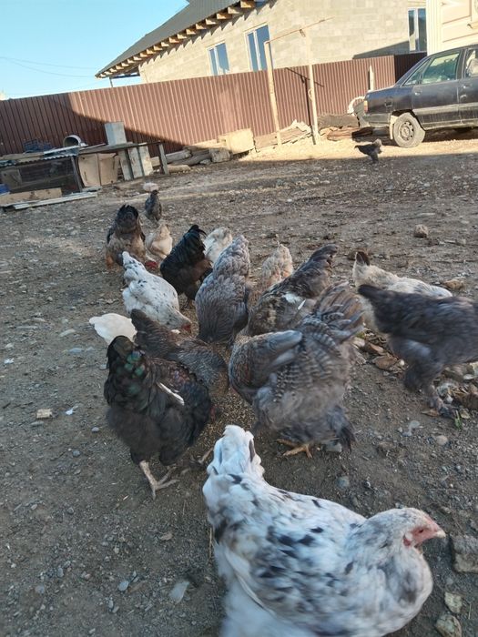 Акробатика әйелдер мен ерлер эротикалық секс