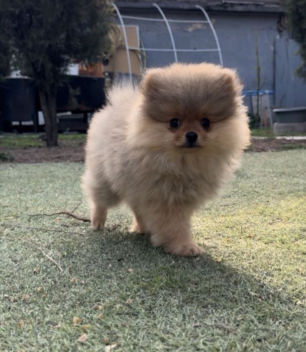 Продаются мидие щенки