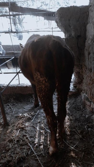 Таналар сатылады семіз