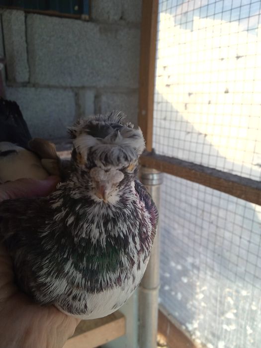 Продаётся челкарь двухчубый весёлый самец