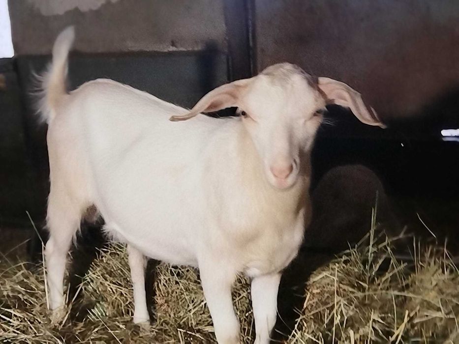Продавам пръчле за разплод