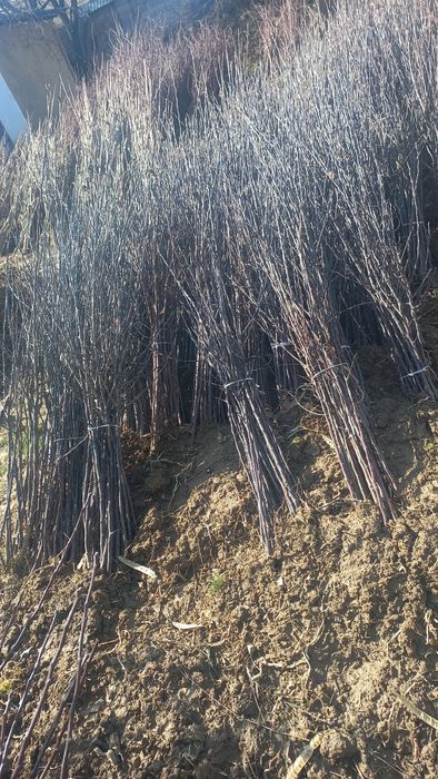 Саженцы плодовых