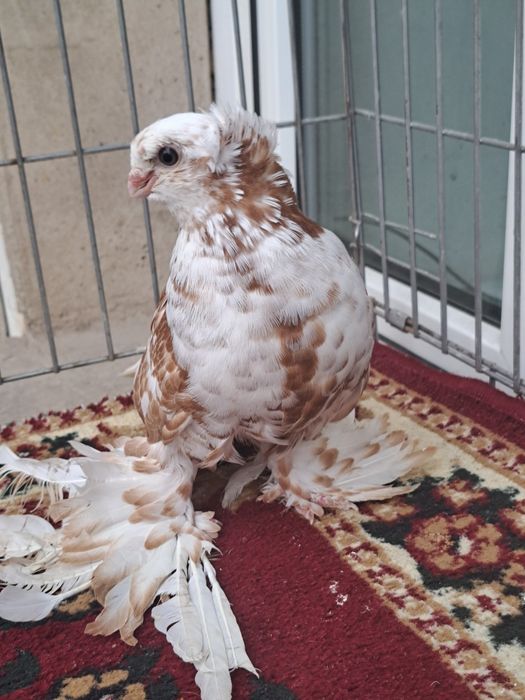 Голубка гульбадам молодая