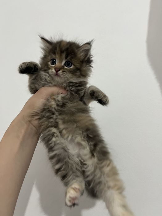 Мейн Кун девочка котёнок