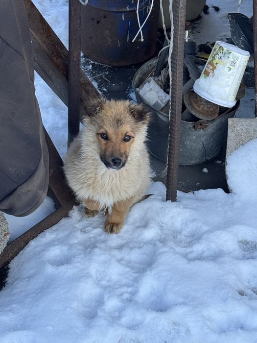 Отдам щенят хороших