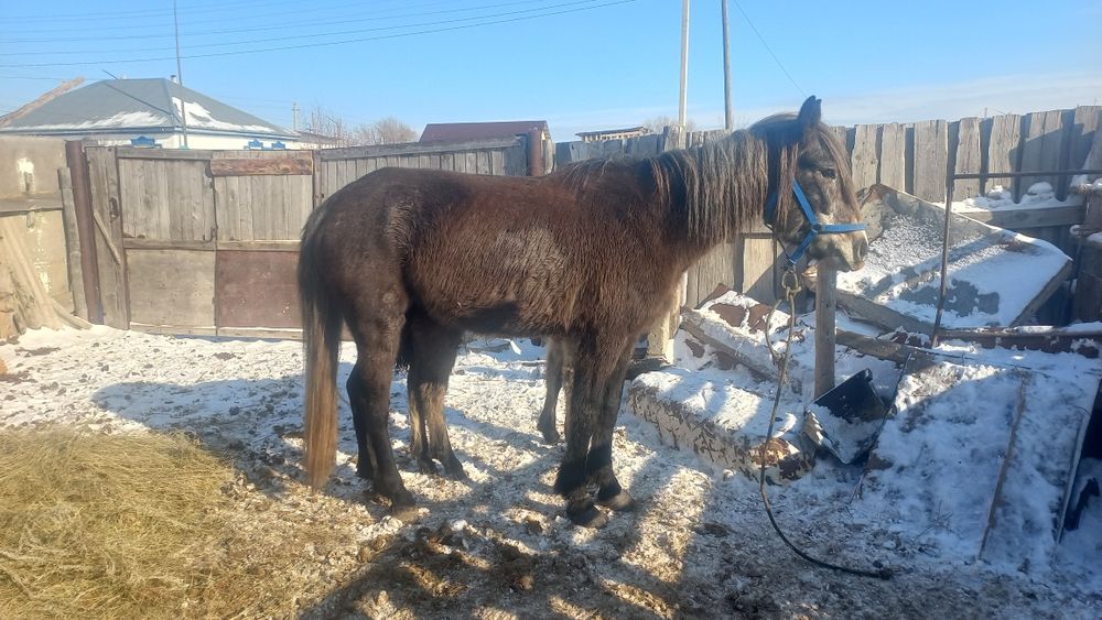 Сауынды құлынды бие сатылады