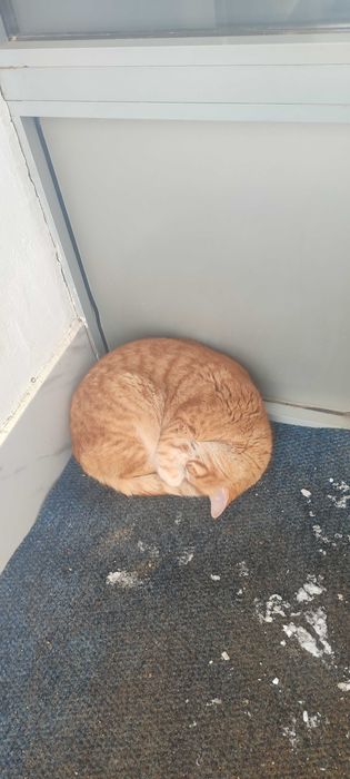 Кот ищет добрые руки