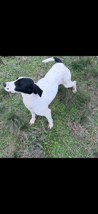 Donez caine de vanatoare pointer /aret/aport