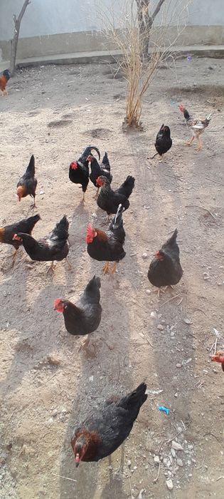 Хонаки товуқ тухумлари. Тухум