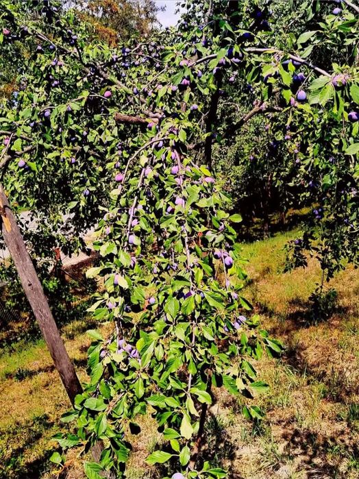 Vand prune la comanda pentru tuica