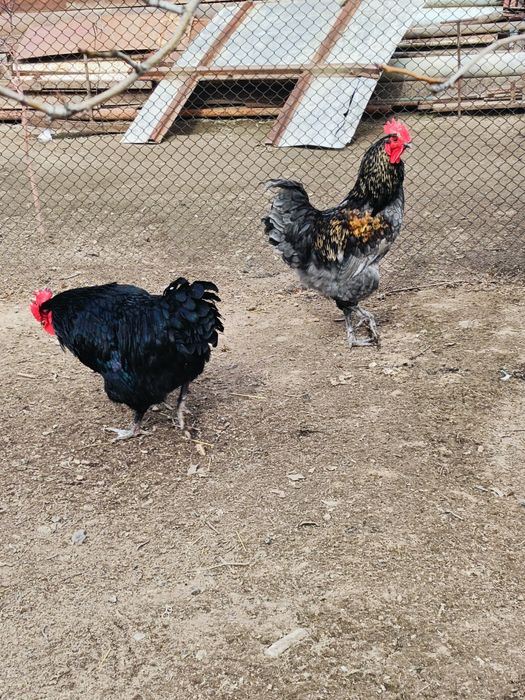 Питухи питухи питухи