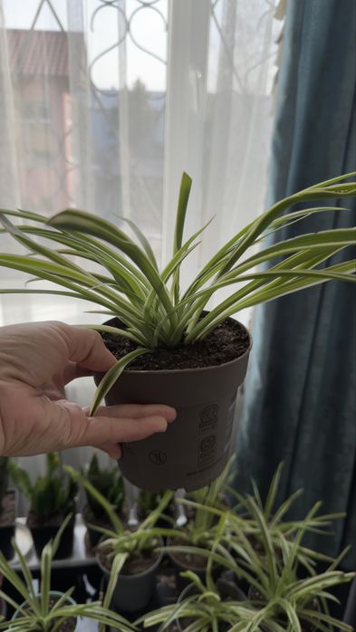 Хлорофитум