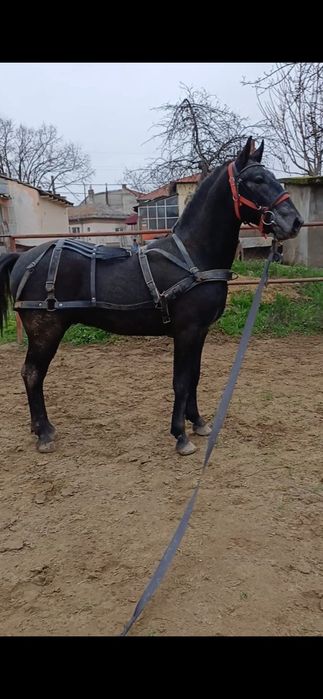 Vand cal -mânz Lipitan