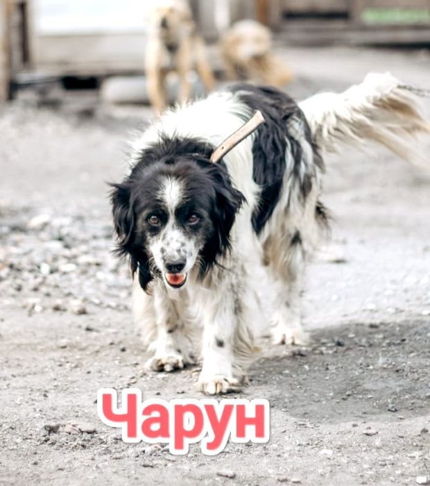 Дарю в добрые и ответственные руки