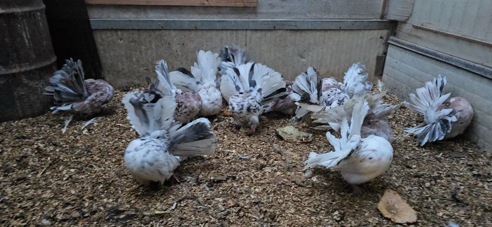 Rotati almond și cozi negre