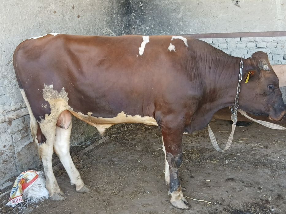 Buqa sotiladi gibrit