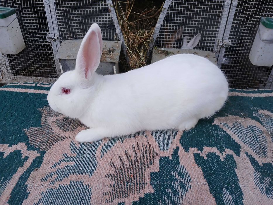 Masculi hycole francez!