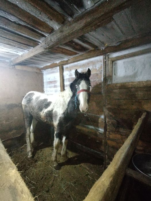 Продам кобылку 1.8