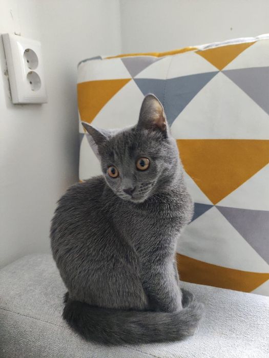 Отдам в добрые руки