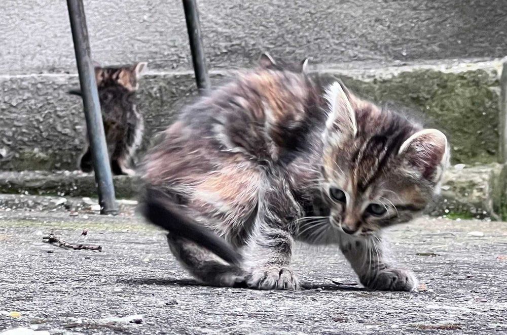 Подарявам котета