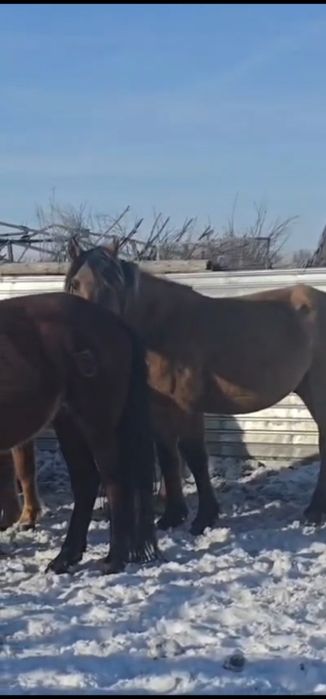 Айғыр сатылады 2018ж